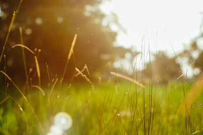 Close-up of dew drops on grass