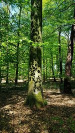 Trees in forest