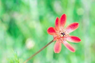 Close-up of red flower blooming outdoors