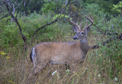 Side view of deer