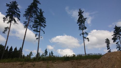 Low angle view of trees on field against sky