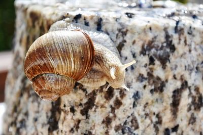 Close-up of snail on rock