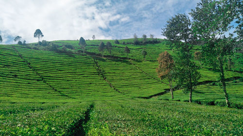 Scenic view of agricultural field against sky