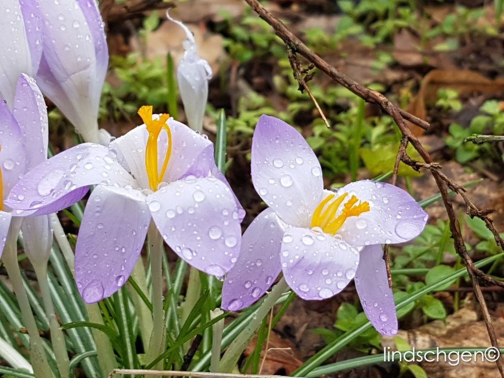 fragility, flower, nature, freshness, wet, beauty in nature, petal, flower head, close-up, drop, growth, focus on foreground, rain, outdoors, purple, blooming, plant, water, day, no people, leaf, rainy season, raindrop