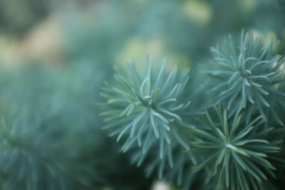 Close up of flower