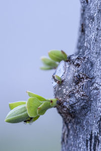 Close-up of plant against tree trunk