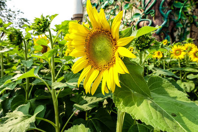 Close-up of yellow sunflower on plant