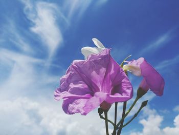 Low angle view of pink flowering plant against sky