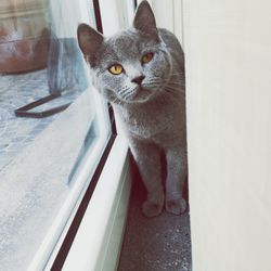 Portrait of cat sitting on window