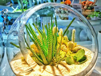 High angle view of potted plant