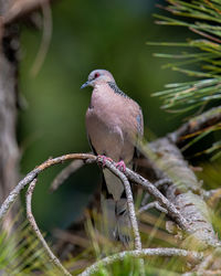 Close-up of bird perching on branch