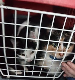 Portrait of cat in cage