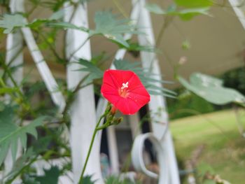 Close-up of red flower
