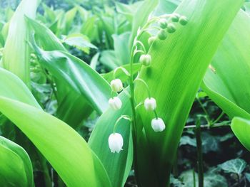 Close-up of green leaves