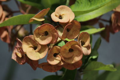 Close-up of flowering plant