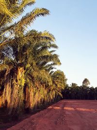 Palm trees on road against clear sky