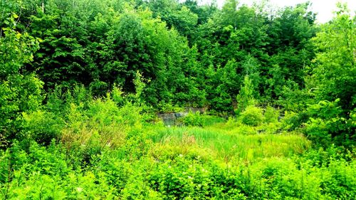 View of trees in the forest