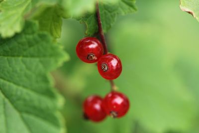 Close-up of red berries growing on tree