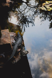 High angle view of a horse in the lake