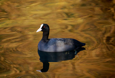 Close-up of swan swimming on lake