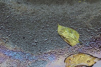 High angle view of insect on autumn leaf