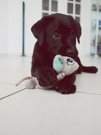 Close-up portrait of puppy