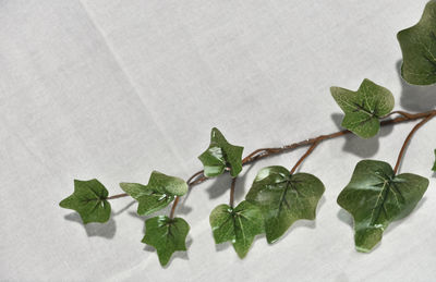 High angle view of leaves on table