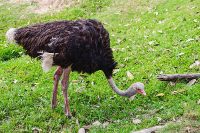 Side view of a bird on field