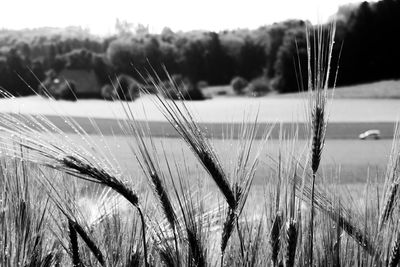 Close-up of wheat growing on field