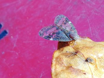 Close-up of insect on pink leaf