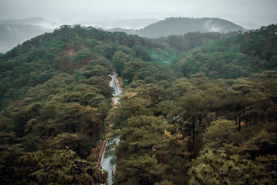 Scenic view of forest against sky