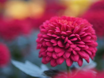 Close-up of pink dahlia