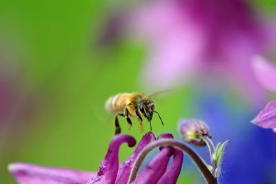 Close-up of honey bee on purple flower