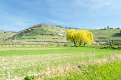 Scenic view of agricultural field against sky