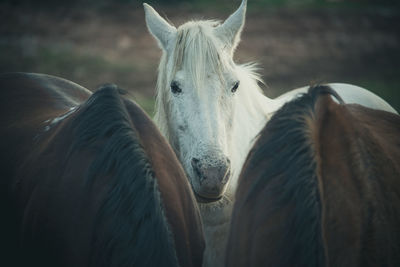 White domestic horse looking forward in the meadow