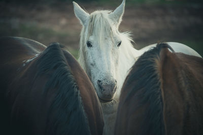 Close-up of a horse in ranch