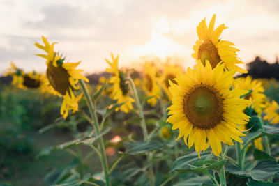 Close-up of yellow flowering plant on field