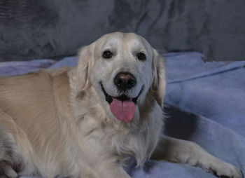 Portrait of dog relaxing on bed at home