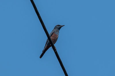 Low angle view of bird perching on pole against sky