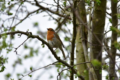 Low angle view of bird perching on tree