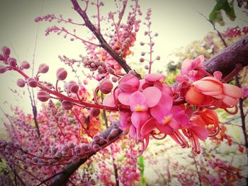 Low angle view of pink flowers blooming on tree