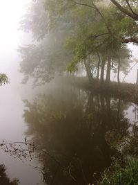 Trees by lake against sky