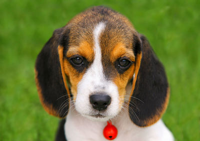 Close-up portrait of puppy