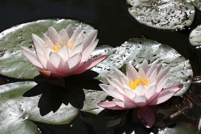 Close-up of lotus water lily in lake