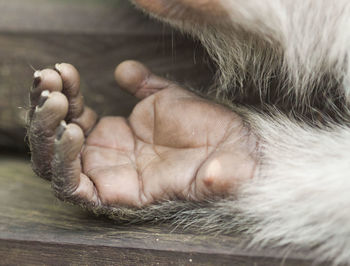 Close-up of monkey paw