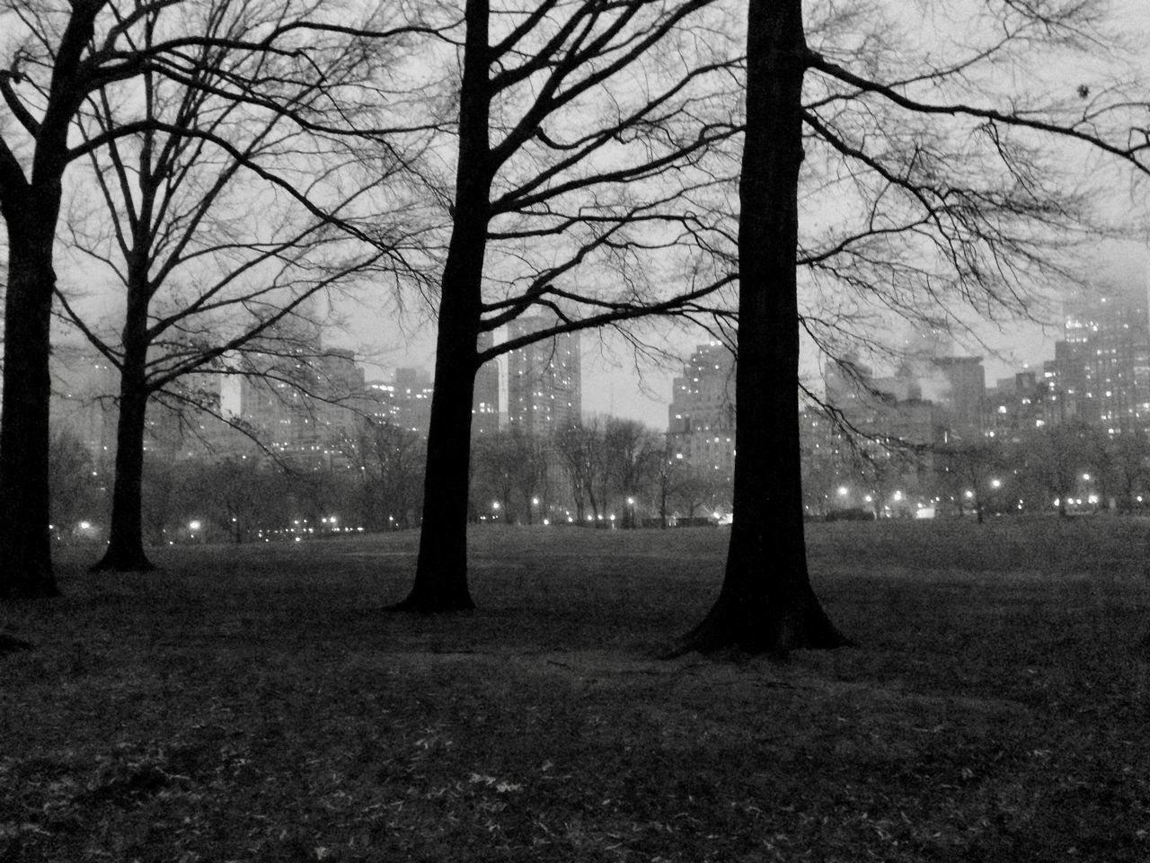 tree, plant, black and white, tree trunk, trunk, land, bare tree, fog, nature, monochrome, tranquility, monochrome photography, beauty in nature, environment, tranquil scene, branch, darkness, forest, no people, landscape, scenics - nature, mist, field, sky, morning, outdoors, silhouette, non-urban scene, woodland, day, grass, growth, park, idyllic, sunlight