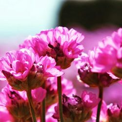 Close-up of pink flowers