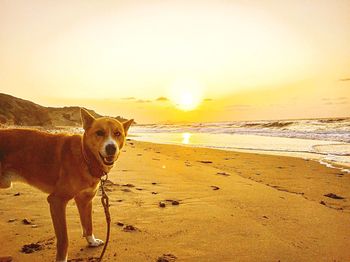 Dog on beach at sunset