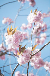 Close-up of cherry blossoms in spring