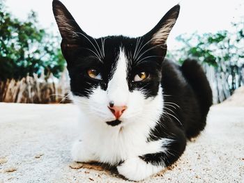 Close-up portrait of cat